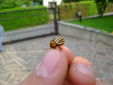 Dorifora Leptinotarsa decemlineata